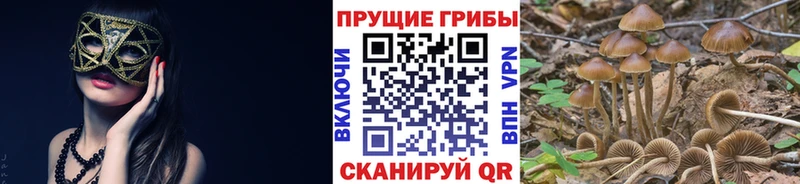 Галлюциногенные грибы Cubensis  Улан-Удэ 